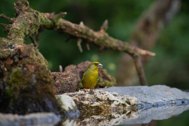 Avrupa yeşil ispinozu (Carduelis klorisi) içme suyu.