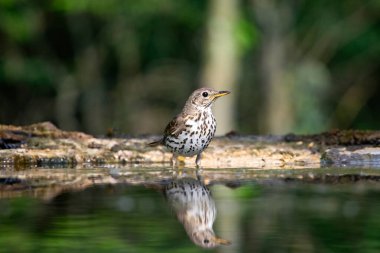 Ormanda ardıç kuşu (Turdus philomelos). Doğadan vahşi yaşam sahnesi