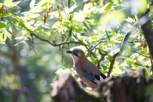 Avrasyalı Jay 'in güzel kuşu Garrulus Glandarius' un portresi.