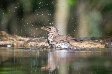 Ormanda ardıç kuşu (Turdus philomelos). Doğadan vahşi yaşam sahnesi