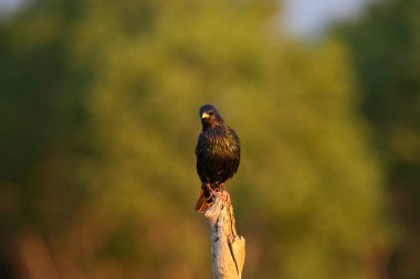 Bir dalda sığırcık (Sturnus vulgaris) bulunur. Doğadan vahşi yaşam sahnesi