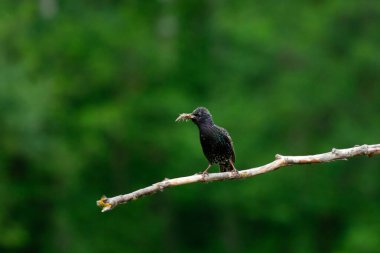 Bir dalda sığırcık (Sturnus vulgaris) bulunur. Doğadan vahşi yaşam sahnesi