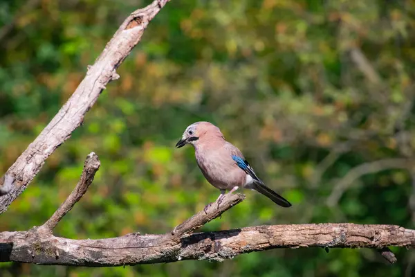 Jay, Garrulus Glandarius, daldaki tek kuş.