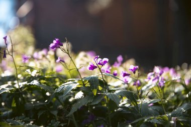 Orychophragmus ilkbaharda ormanda açan büyülü günbatımı ışığını ihlal ediyor..