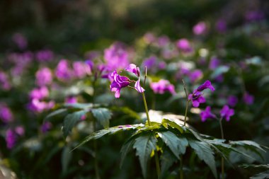Orychophragmus ilkbaharda ormanda açan büyülü günbatımı ışığını ihlal ediyor..
