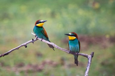 doğal yaşam alanı olarak Avrupa arı kuşugiller (arı kuşu apiaster)