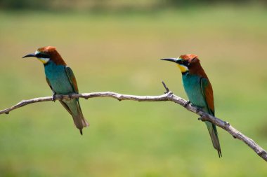 doğal yaşam alanı olarak Avrupa arı kuşugiller (arı kuşu apiaster)