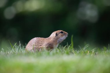 Avrupa yer sincabı (Spermophilus citellus) yeşil çimlerde. Avrupa 'da vahşi yaşam sahnesi.