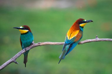 doğal yaşam alanı olarak Avrupa arı kuşugiller (arı kuşu apiaster)