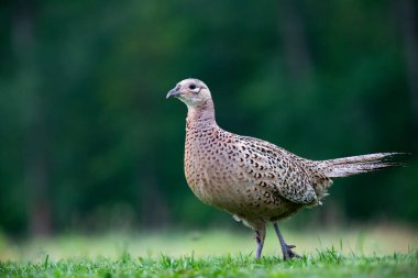 Doğal ortamında dişi sülün (Phasianus colchius) halka boyunlu sülün 