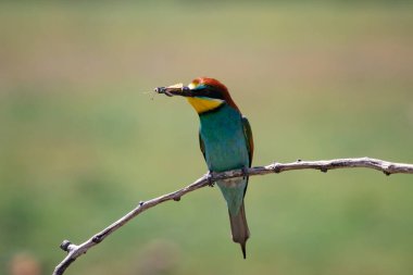 doğal yaşam alanı olarak Avrupa arı kuşugiller (arı kuşu apiaster)