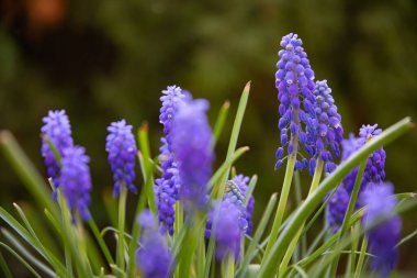 Çiçek açan üzüm sümbüllerinin (Muscari) canlı mavi renkli yakın plan görüntüsü.