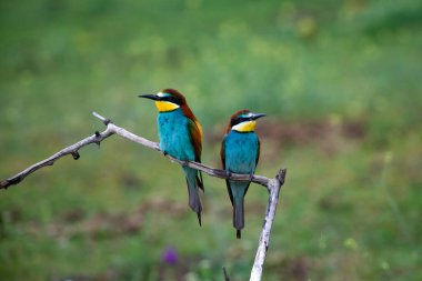 doğal yaşam alanı olarak Avrupa arı kuşugiller (arı kuşu apiaster)