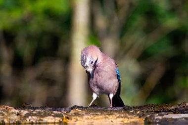 Jay, Garrulus Glandarius, daldaki tek kuş.