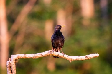 Bir dalda sığırcık (Sturnus vulgaris) bulunur. Doğadan vahşi yaşam sahnesi