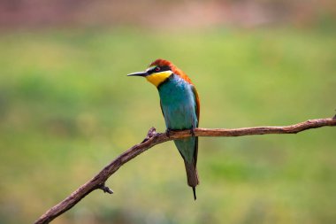 doğal yaşam alanı olarak Avrupa arı kuşugiller (arı kuşu apiaster)