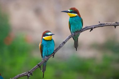 doğal yaşam alanı olarak Avrupa arı kuşugiller (arı kuşu apiaster)