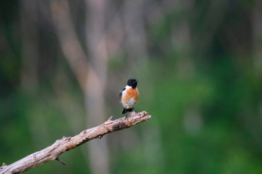 Avrupa bir dalda oturan Stonechat