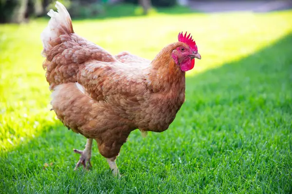 Yeşil çimenli çimenli bir tavuk, mutlu tavuk otlak arazide özgürce dolaşır solucan ve tohum yer.. 
