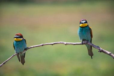 doğal yaşam alanı olarak Avrupa arı kuşugiller (arı kuşu apiaster)