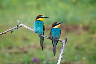 doğal yaşam alanı olarak Avrupa arı kuşugiller (arı kuşu apiaster)