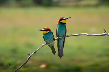 doğal yaşam alanı olarak Avrupa arı kuşugiller (arı kuşu apiaster)