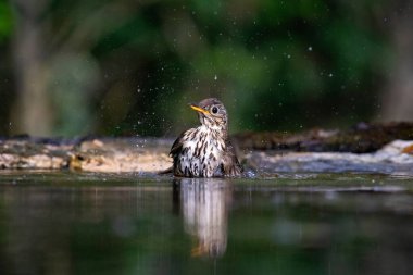 Ormanda ardıç kuşu (Turdus philomelos). Doğadan vahşi yaşam sahnesi