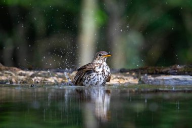 Ormanda ardıç kuşu (Turdus philomelos). Doğadan vahşi yaşam sahnesi