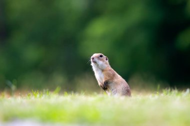 Avrupa yer sincabı (Spermophilus citellus) yeşil çimlerde. Avrupa 'da vahşi yaşam sahnesi.