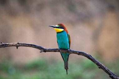 doğal yaşam alanı olarak Avrupa arı kuşugiller (arı kuşu apiaster)