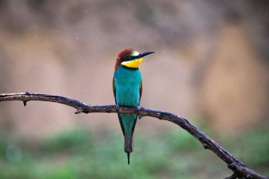 doğal yaşam alanı olarak Avrupa arı kuşugiller (arı kuşu apiaster)