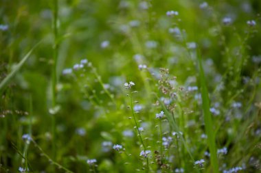 Bir yaz günü yakın plan fotoğrafında Myosotis 'in kır çiçeklerini mavi yapraklarla açması. Mavi küçük beni unutur, çiçekleri değil. İlkbahar çiçekleri.