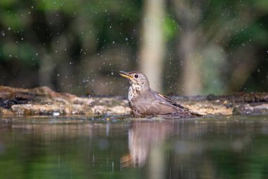 Ormanda ardıç kuşu (Turdus philomelos). Doğadan vahşi yaşam sahnesi