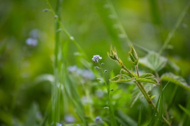 Bir yaz günü yakın plan fotoğrafında Myosotis 'in kır çiçeklerini mavi yapraklarla açması. Mavi küçük beni unutur, çiçekleri değil. İlkbahar çiçekleri.