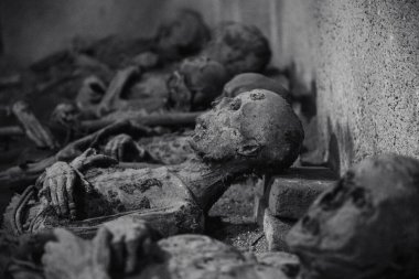 Kafatasları. Eski bir mezarın içinde mumyalanmış kafatasları grubu. Ürkütücü cadılar bayramı