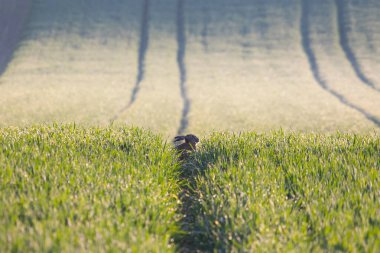 Çek Cumhuriyeti 'nin vahşi yaşamı. Vahşi Avrupa tavşanlı Güney Moravya manzarası 