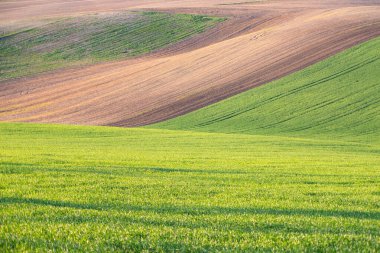 Güney Moravya 'nın yeşil dalgalı tepeleriyle İlkbahar kırsal manzarası, Çek republi