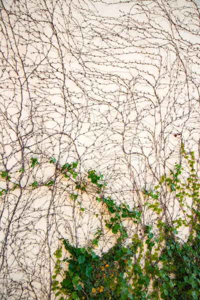 Yeşil sarmaşıklarla kaplı bir duvar. Soyut doku.