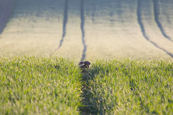 Çek Cumhuriyeti 'nin vahşi yaşamı. Vahşi Avrupa tavşanlı Güney Moravya manzarası 
