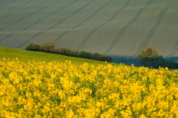 Güney Moravya 'nın yeşil dalgalı tepeleriyle İlkbahar kırsal manzarası, Çek republi
