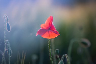 Canlı haşhaş tarlası - Ateşkes veya Anma Günü konsepti