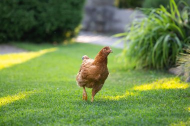 Yeşil çimenlikteki özgür tavuk kuşları.