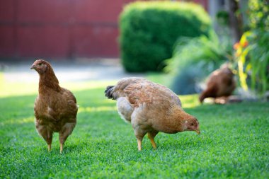 Yeşil çimenlikteki özgür tavuk kuşları.