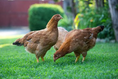 Yeşil çimenlikteki özgür tavuk kuşları.