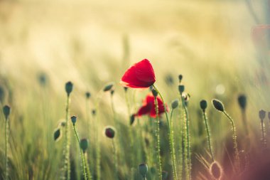 Canlı haşhaş tarlası - Ateşkes veya Anma Günü konsepti