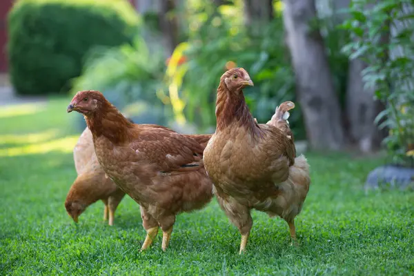 Yeşil çimenlikteki özgür tavuk kuşları.