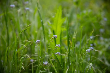 Bir yaz günü yakın plan fotoğrafında Myosotis 'in kır çiçeklerini mavi yapraklarla açması. Mavi küçük beni unutur, çiçekleri değil. İlkbahar çiçekleri.