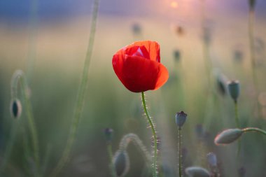 Canlı haşhaş tarlası - Ateşkes veya Anma Günü konsepti
