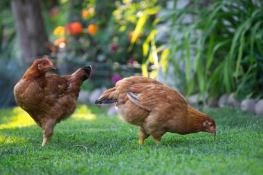 Yeşil çimenlikteki özgür tavuk kuşları.