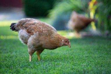 Yeşil çimenlikteki özgür tavuk kuşları.